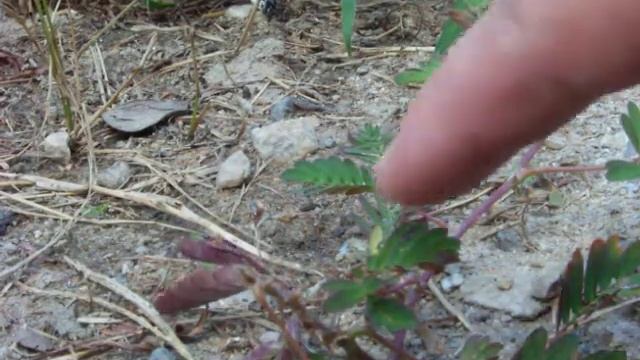 Real Magic : Plant Control смотреть онлайн
