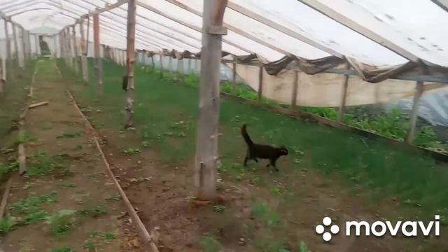 Тегаем в дворе смотреть онлайн