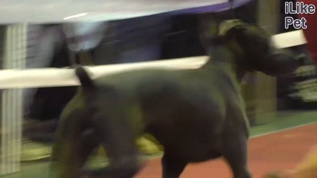 Веймаранер. Веймарская легавая. Особенности, характер, уход на Ilike.pet