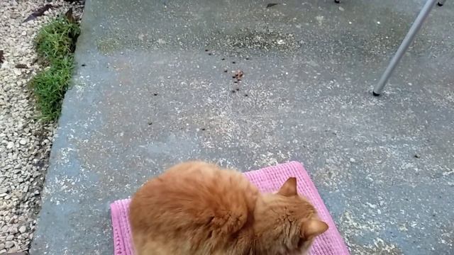 Выбросили покалеченную кошку.