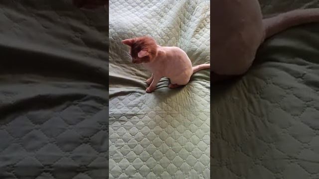 Жара, пришлось подстричь Маркизу 😅 смотреть онлайн