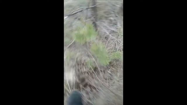 Где растут грибы? Маслята. Очень много грибов!!! смотреть онлайн