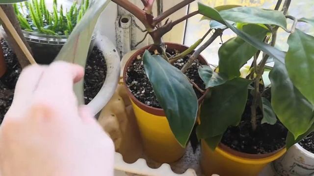 Мои комнатные растения: на подоконнике Осень смотреть онлайн