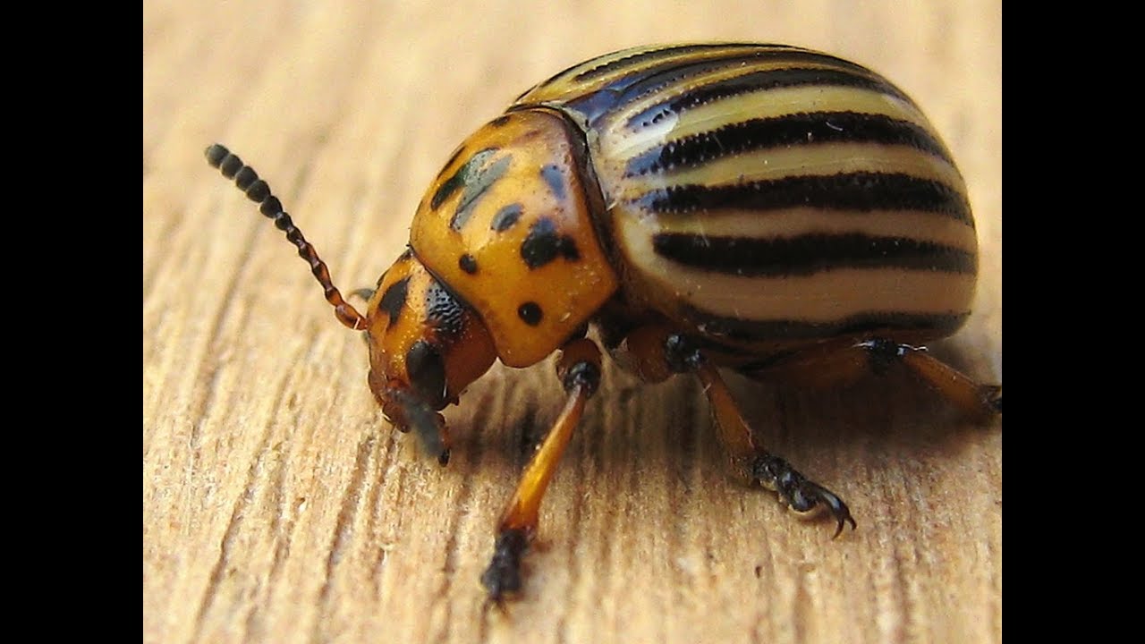 Как избавиться от колорадского жука на картошке навсегда. смотреть онлайн