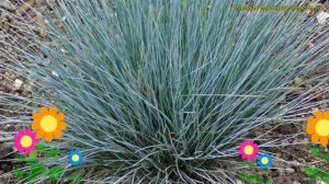 Овсяница сизая сизая. Краткий обзор, описание характеристик, где купить саженцы festuca glauca