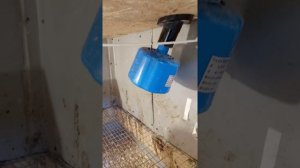 Цыплята Редбро или Фокси Чик 19 дней.