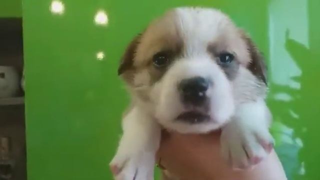 Девочки солнышки Вельш Корги Кардиган