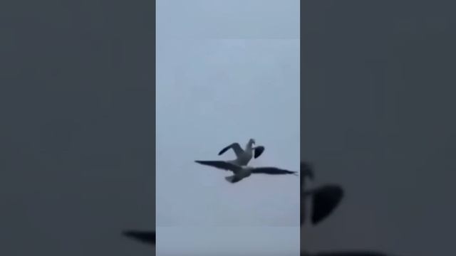 САМЫЕ ЛЕНИВЫЕ ЛЮДИ В Мире! смотреть онлайн