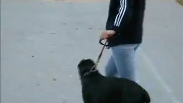 Дрессировка собак. Приучение показать зубы. смотреть онлайн