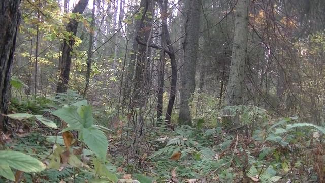 В гостях у Михаила Лебедева