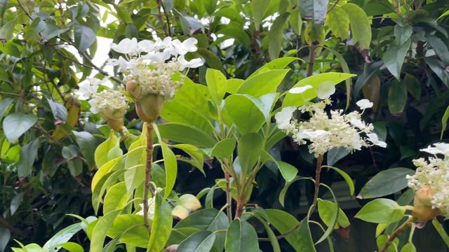 Plant Profile: Hydrangea seemannii - A New Year's Eve look at this fabulous climber! смотреть онлайн