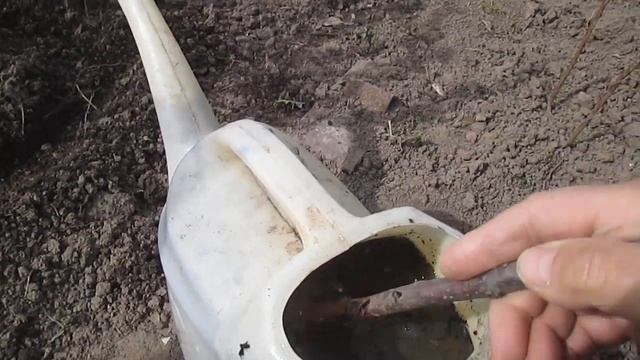 Подкормка крыжовника весной смотреть онлайн