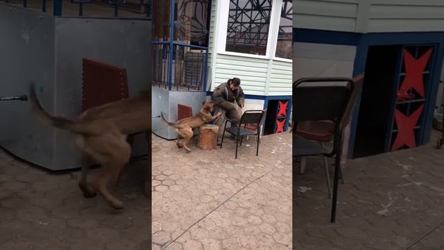 Бельгийская овчарка ( малинуа ) в атаке смотреть онлайн