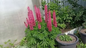Самый красивый сорт люпина радует меня цветением.23.06.2022