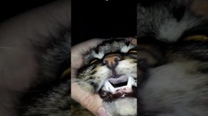Осмотр ротовой полости кота Котофея#какие зубки!#прекрасные новенькие зубы котика#cat