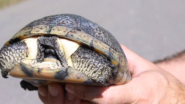 Protecting Small Animals Along Minnesota Roadways смотреть онлайн