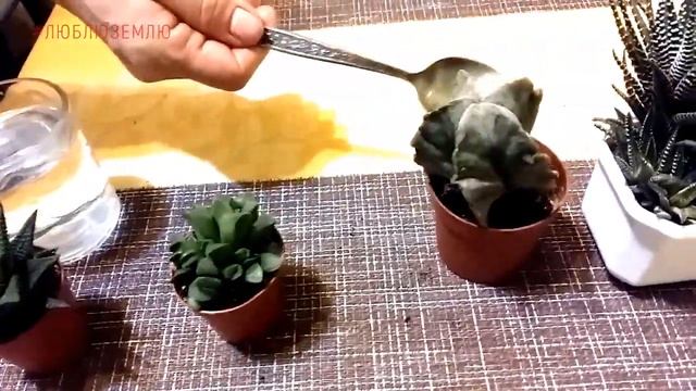 Маленькие растения пьют водичку из ложечки. Как поливать суккуленты. смотреть онлайн