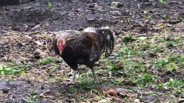 ✨КУПИЛИ ШИКАРНОГО ПЕТУХА? и много цветов???#дворвцветах#птица#семейныйканал#