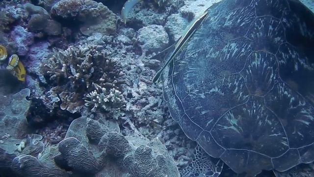 The most beauty turtles. Красивые черепахи плавают под красивую музыку. смотреть онлайн