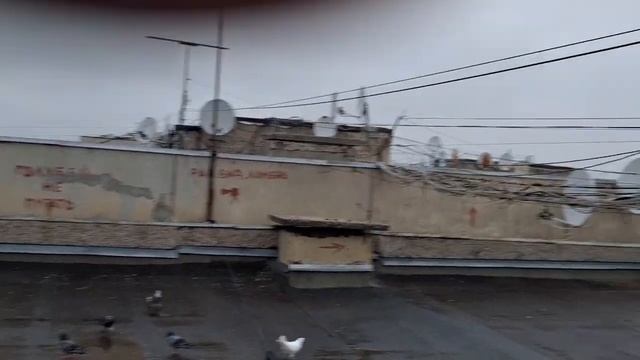 Нашёлся хозяин голубки. смотреть онлайн