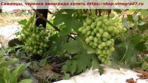 Оплодотворение винограда- Валек, молодой куст, его грозди на 28 июня. Пузенко Наталья