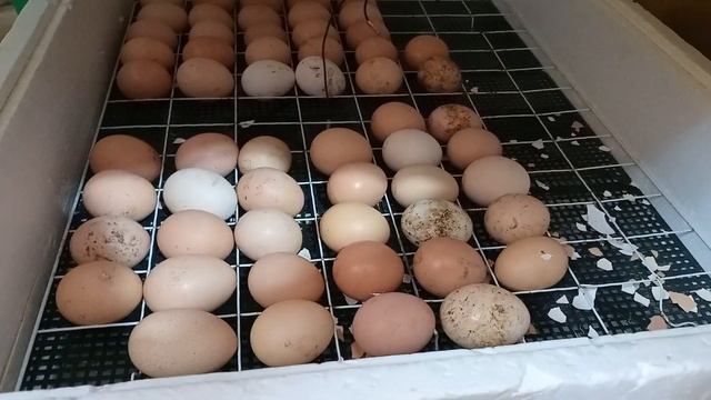 Вылупление Цыплят Бройлер КОББ 500(Чехия)Несушка Ломан Браун и Декаблт Уайт смотреть онлайн