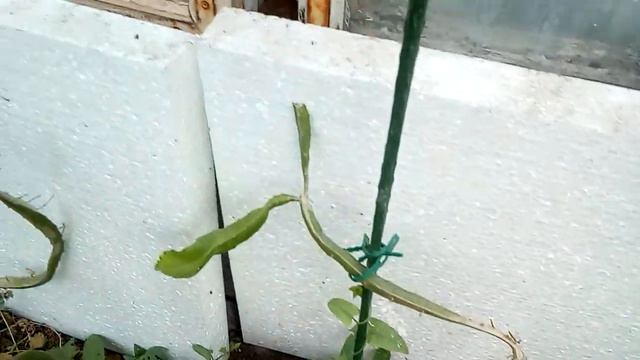 Май теплица для тропических растений . смотреть онлайн