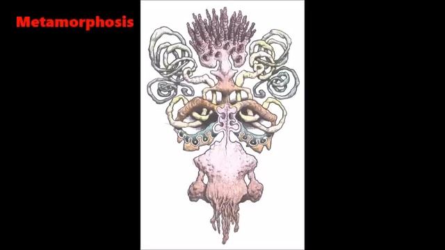 Metamorphosis - Cheshyre смотреть онлайн