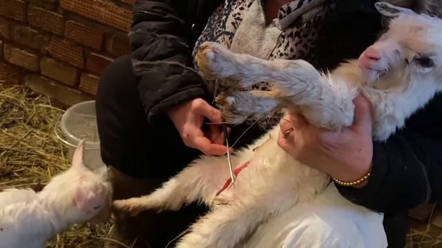 Козлята пуповина/ А кто же родился девочки или мальчики??? Давайте определим смотреть онлайн