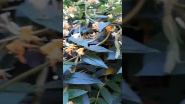 Жимолость японская.Лиана.Природа.Полезное растение. смотреть онлайн