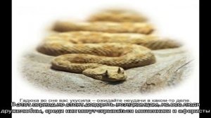 Сонник – видеть во сне, что укусила змея. К чему снится, что укусила черная, зеленая, желтая, бела.