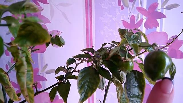 перец хабанеро урожай 2021 второй год на окне 17.04.2021 смотреть онлайн