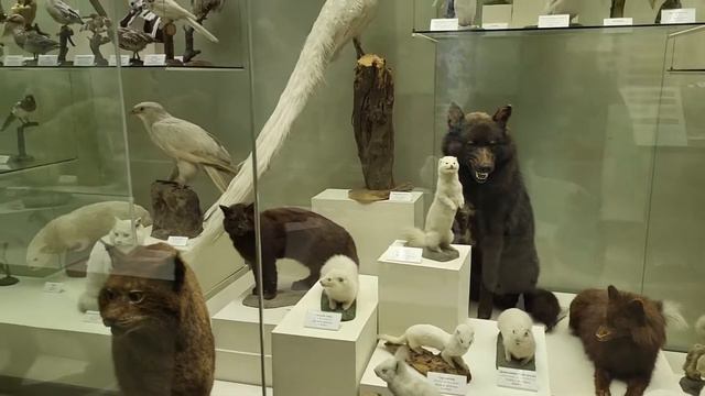 Неужели все паразитические кукушки плохие родители смотреть онлайн