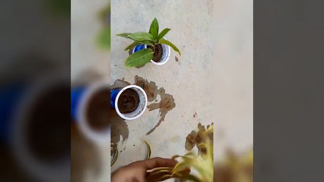 2 famous cuttings |dracaena reflexa cutting |queen of night cutting смотреть онлайн