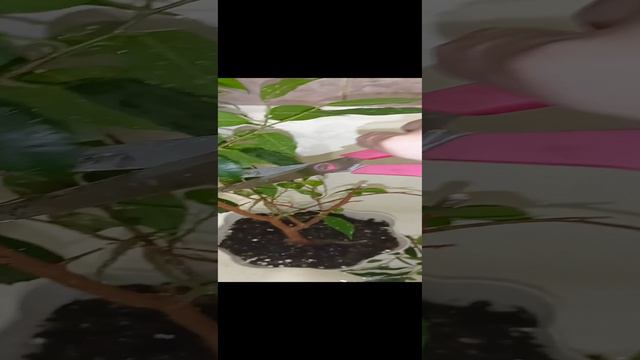 РАСТЕНИЯ смотреть онлайн