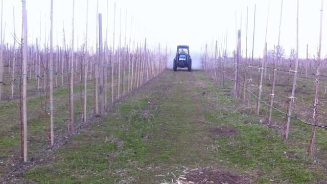 Саженцы яблони - молодой сад (интенсивный - карликовый сад 2014) смотреть онлайн