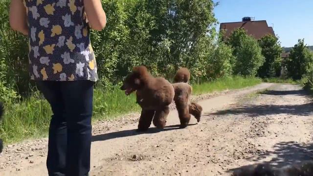 Выходные щенков в Токсово с папой и мамой