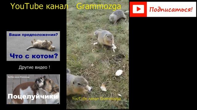 Кормим сусликов.Суслик и мороженка.Много сусликов.Смелый суслик ест с руки! смотреть онлайн