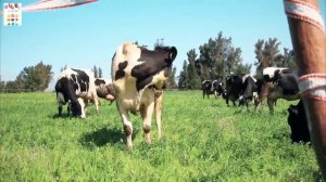 Learn Sea Animals, Farm Animals Wild Zoo Animals names English Korean 바다동물 농장동물 동물원동물 야생동물 이름 배우기!!