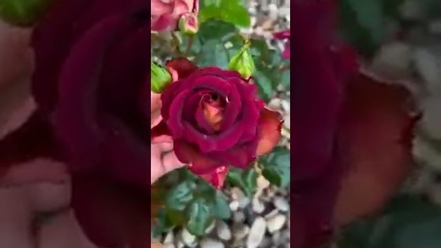 Троянда Едді Мітчел - (Rose Eddy Mitchell) смотреть онлайн