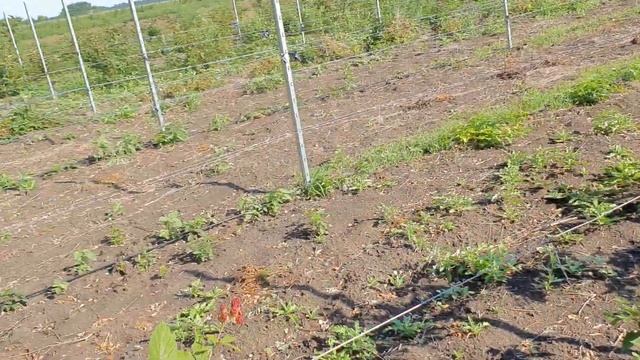 Летние сорта ежевики. Итоги 2019г. Плюсы и минусы, а так же оценка сорта. смотреть онлайн