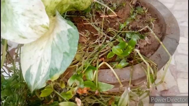 How To Take Care Of Manjula Pothos II Money Plant II Manjula Pothos In Easy Propagation