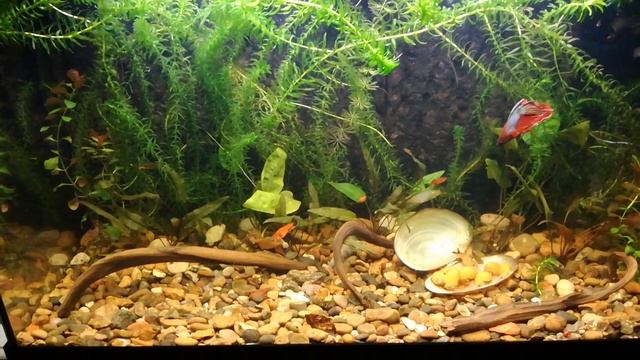 Что изменилось в аквариуме? || Кормлю улиток ампулярий смотреть онлайн