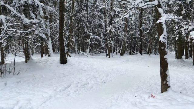 Лес в Трехгорке смотреть онлайн