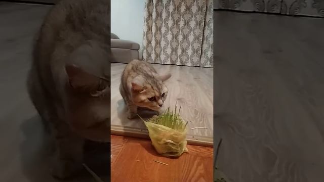 Первая обладательница пророщенный кукурузы в Кирове смотреть онлайн