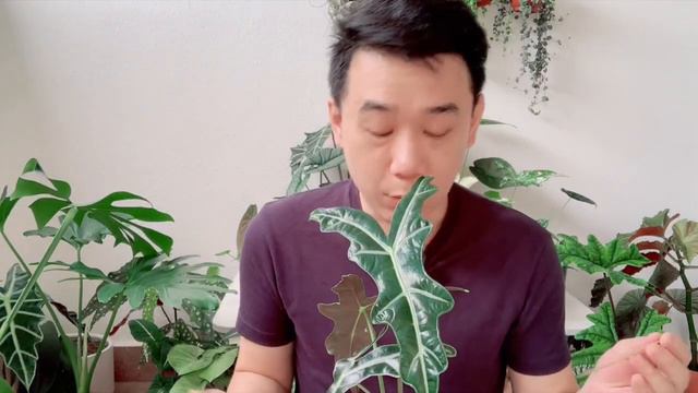 諾比觀音蓮照顧貼士 - Alocasia Nobilis Care Tips【生活職人】 смотреть онлайн