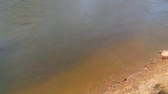 Когда вобла идёт на нерест смотреть онлайн