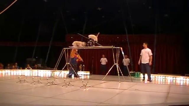 Maranogli Cats and Dogs - Четвероногие друзья смотреть онлайн