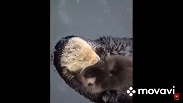 СМЕШНЫЕ ЖИВОТНЫЕ #РЖАЧНЫЕ#видео#приколы#кошки#собаки#смешные#угарные#вайны#шутки#смех# всем# смотреть онлайн