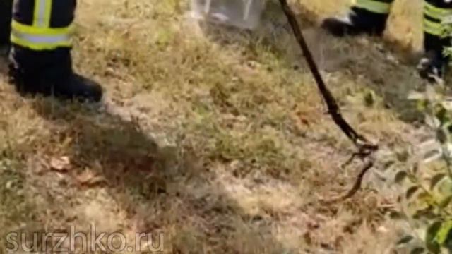 «Змеи, змеи кругом — будь им пусто!» Владимир Высоцкий смотреть онлайн